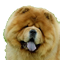 سگ چاوچاو