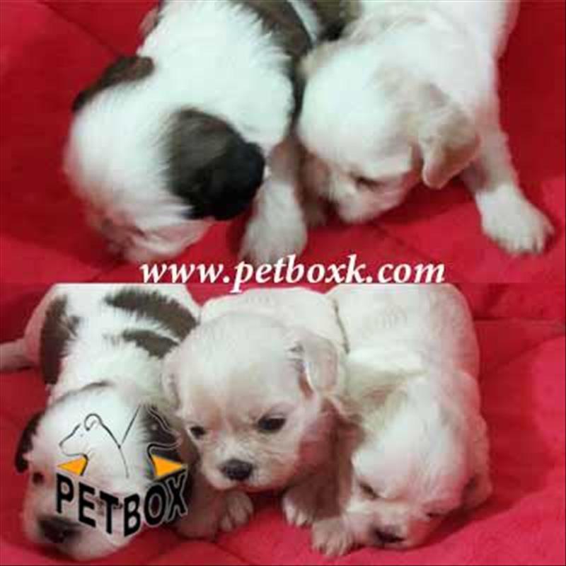  فروش شیتزو کراس 45 روزه