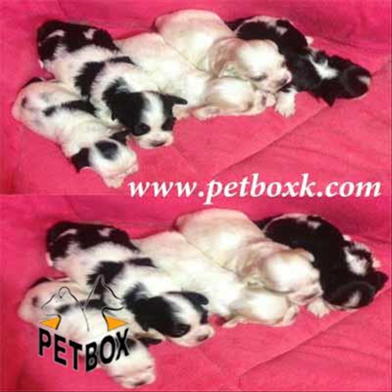  پیش فروش شیتزو کراس 20 روزه