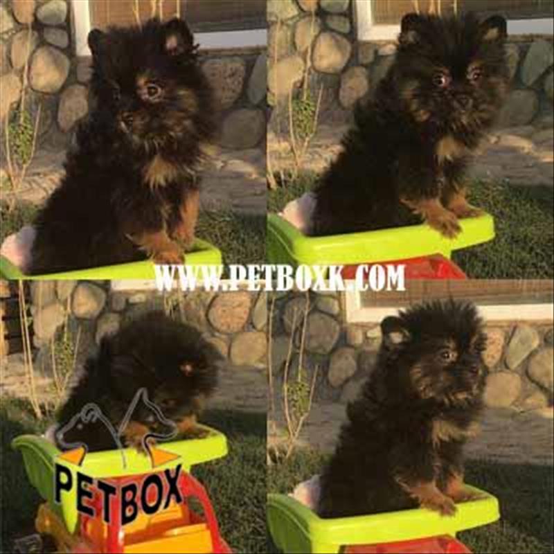  پامرانین black+tan ماده