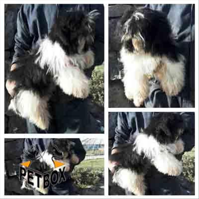  شیتزو پشمالو نر 6 ماهه