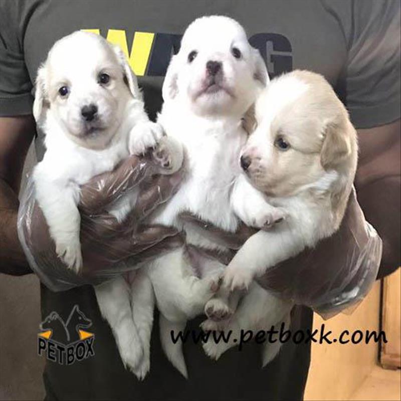  فروش شیتزو کراس