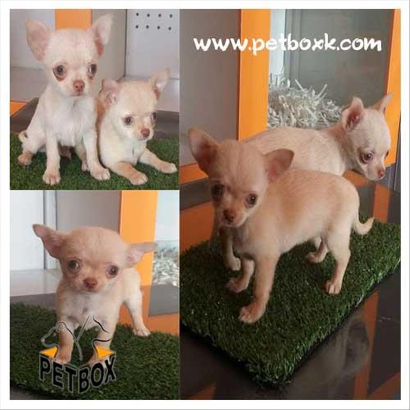 فروش شی هواهوا اکراینی