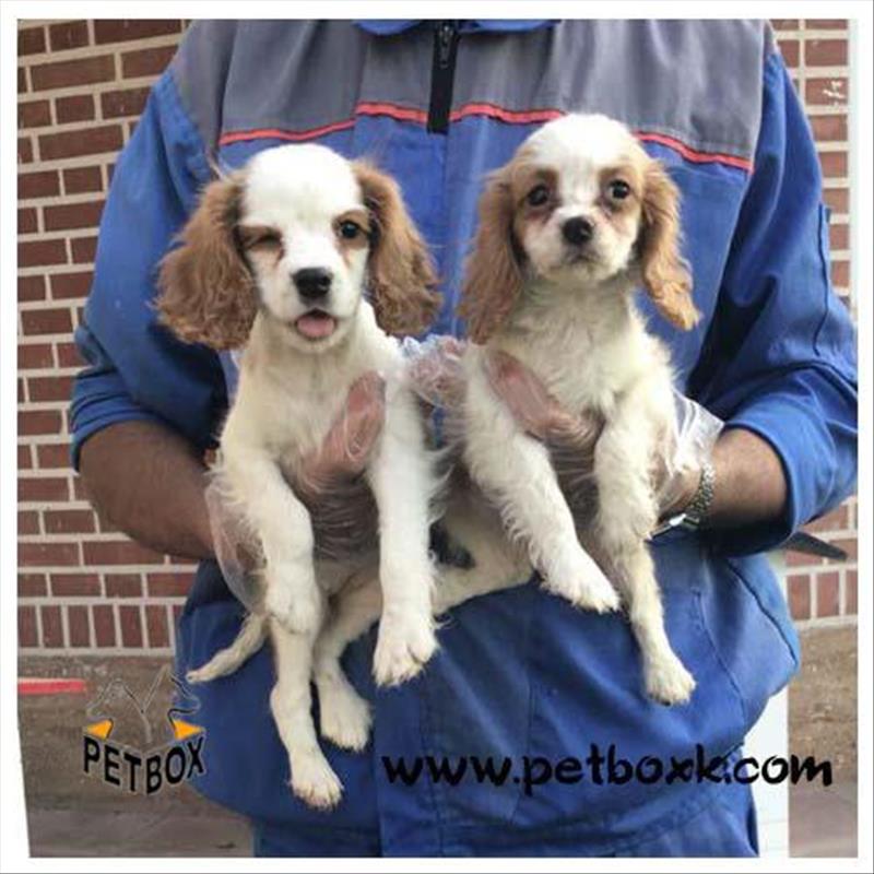  فروش نژاد کاوالیر کینگ چارلز اسپانیل