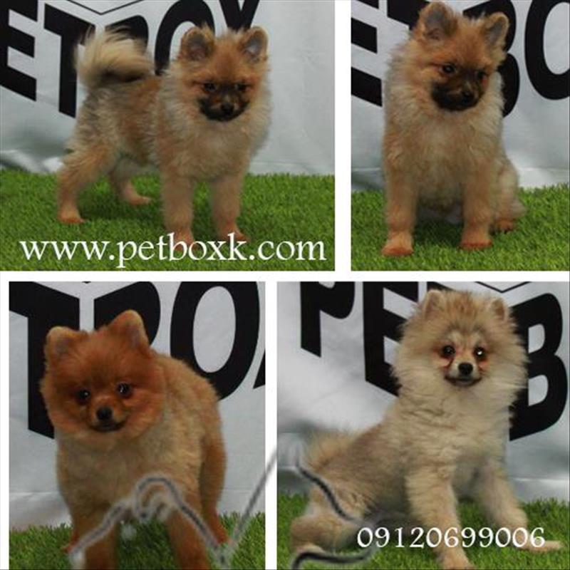 فروش پامر های خرسی 