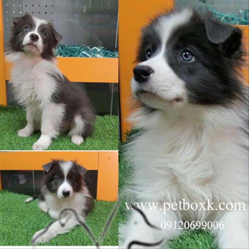 فروش نژاد خاص و بى نظير بردر كولى