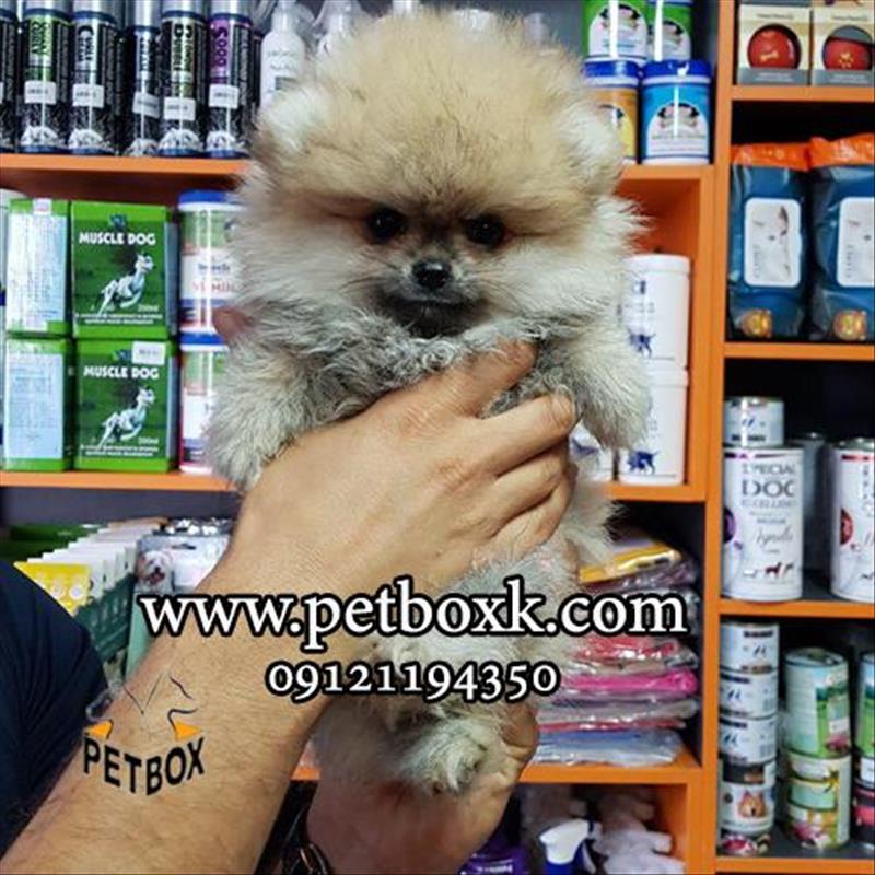 فروش توله های  زیبا و خرسی پامرانین 