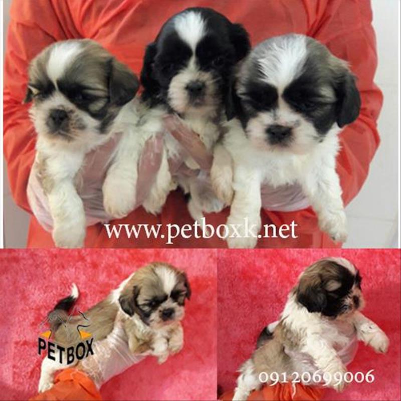 سگ‌ شیتزو‌اصیل سوپر فلت