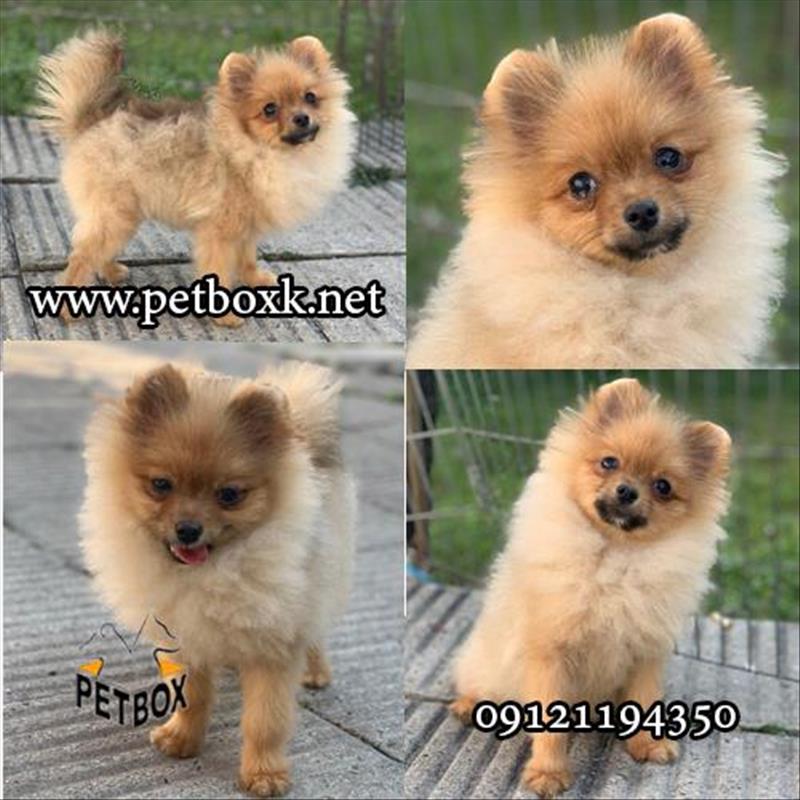 توله پامرانین خرسی تیکاپ پرتقالی