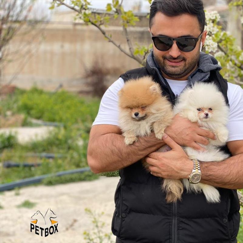 فروش توله ی پامرانین بو فیس 