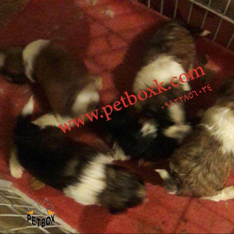 توله سگهای شیتزو بامزه 1ماهه