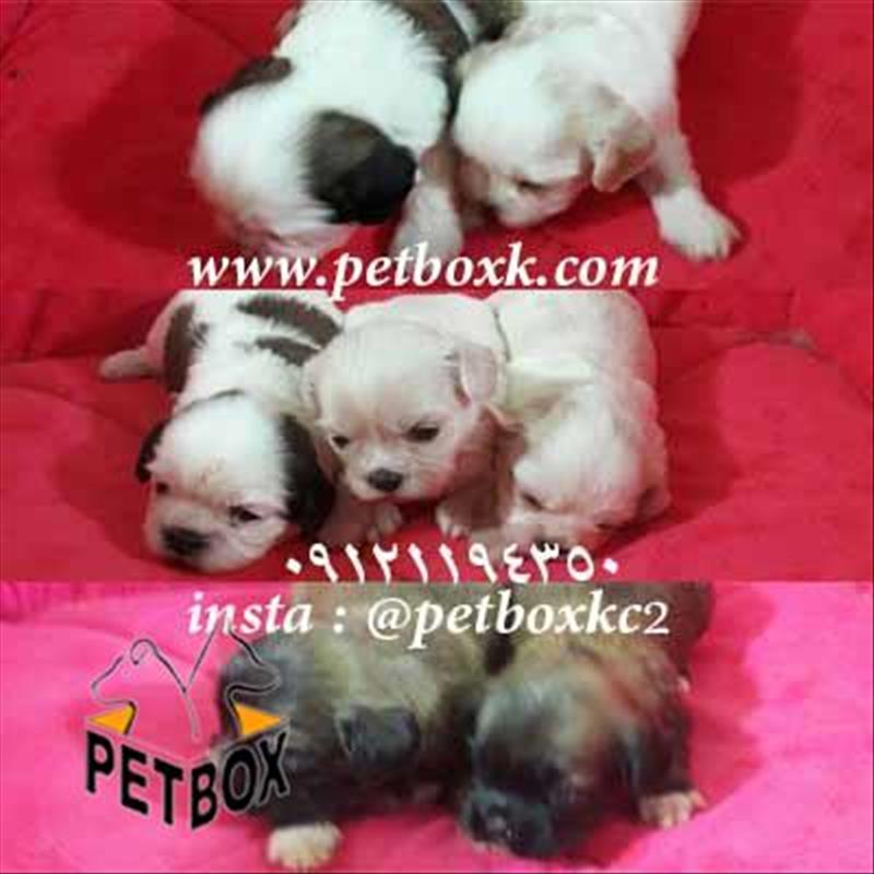 فروش شیتزو کراس 45 روزه