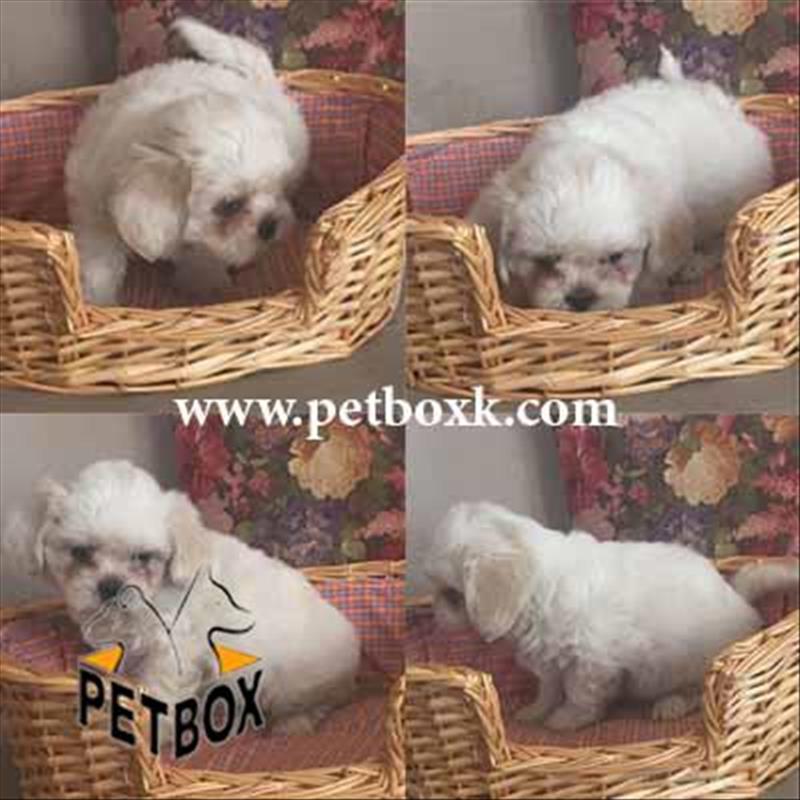  شیتزو کراس های ملوس و بامزه