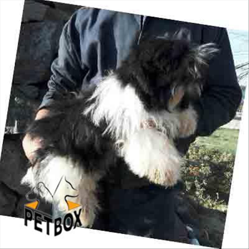  شیتزو پشمالو نر 6 ماهه