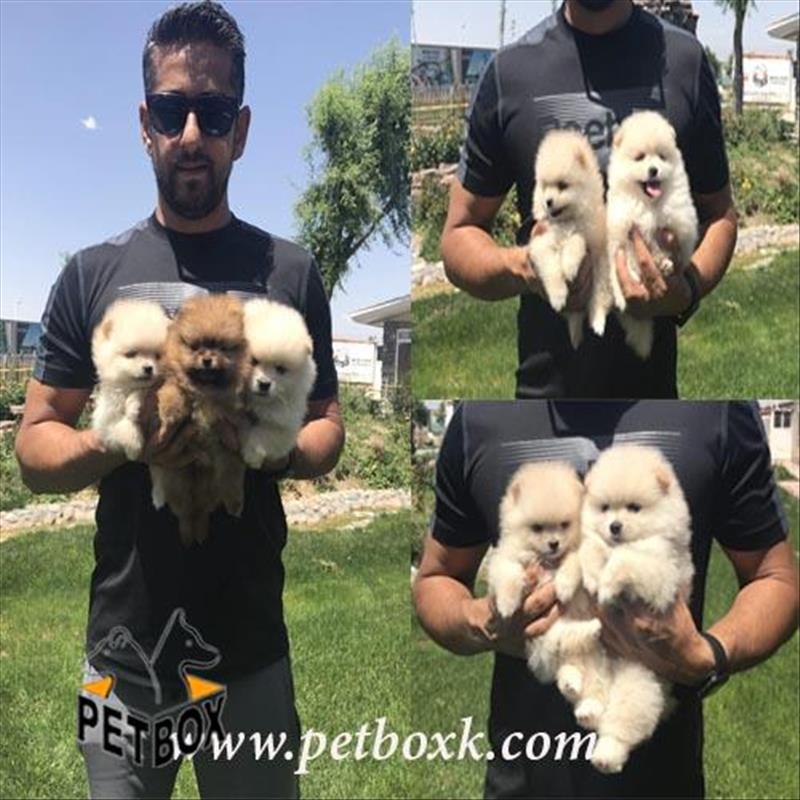  فروش انواع پامرانین وارداتی