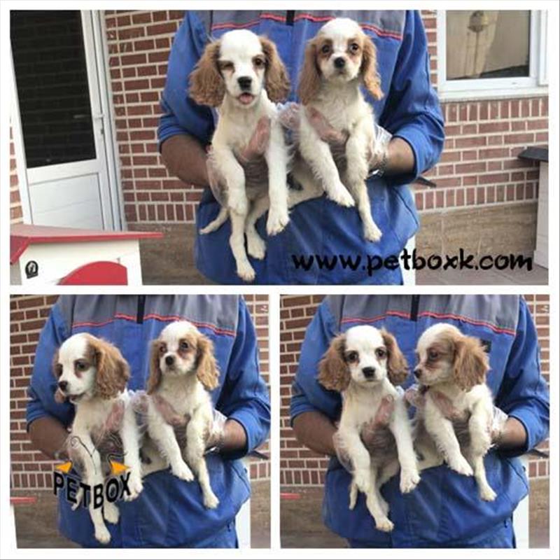  فروش نژاد کاوالیر کینگ چارلز اسپانیل