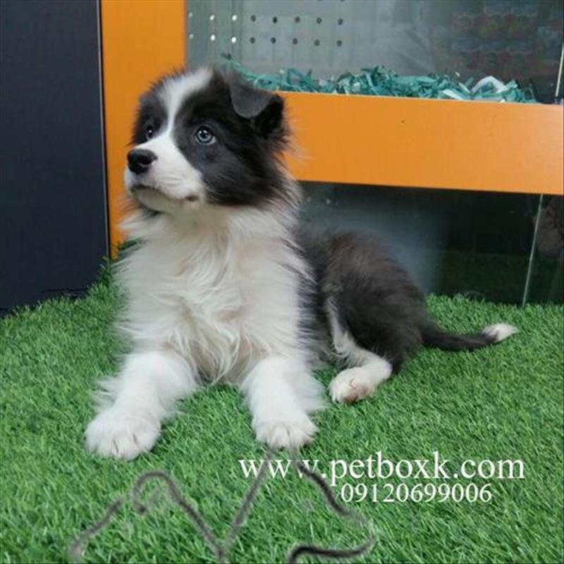 فروش نژاد خاص و بى نظير بردر كولى