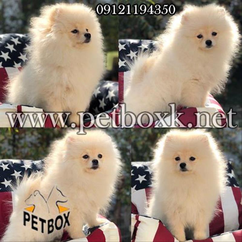 فروش سگ خرسی پامرانین