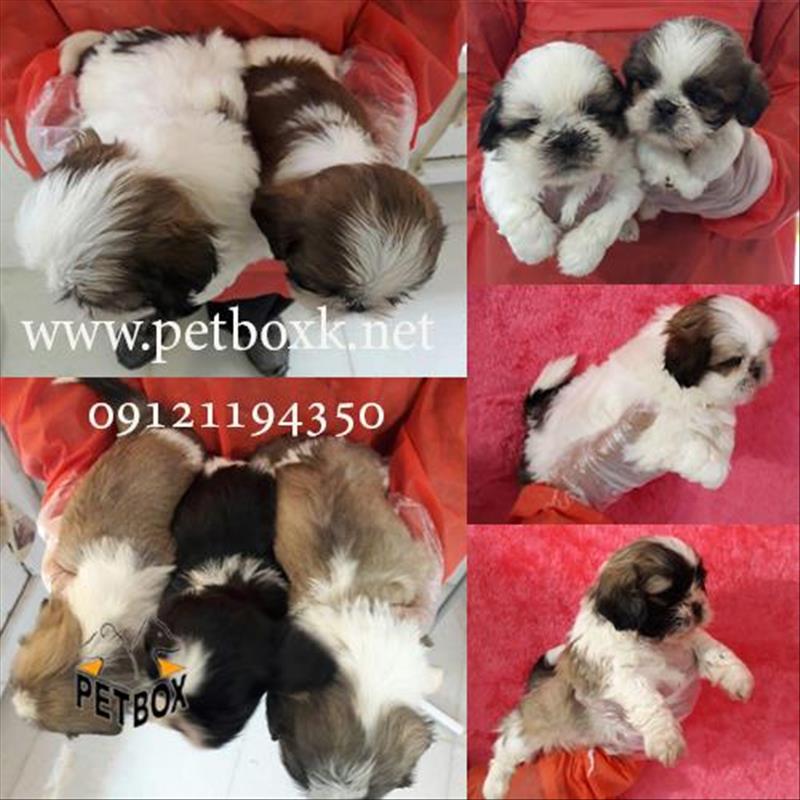 سگ‌ شیتزو‌اصیل سوپر فلت