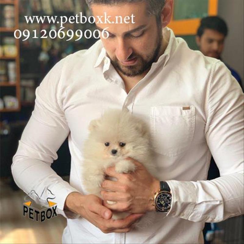 فروش توله پامرانین چمپیون سفید  وارداتی