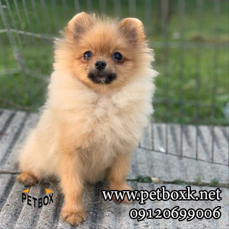 توله پامرانین خرسی تیکاپ پرتقالی