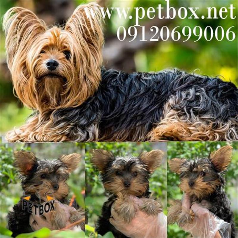 فروش توله سگ یورکشایر تیکاپ                                               