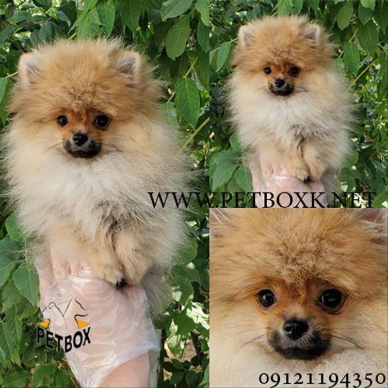 توله های پامرانین سوپر چمپیون