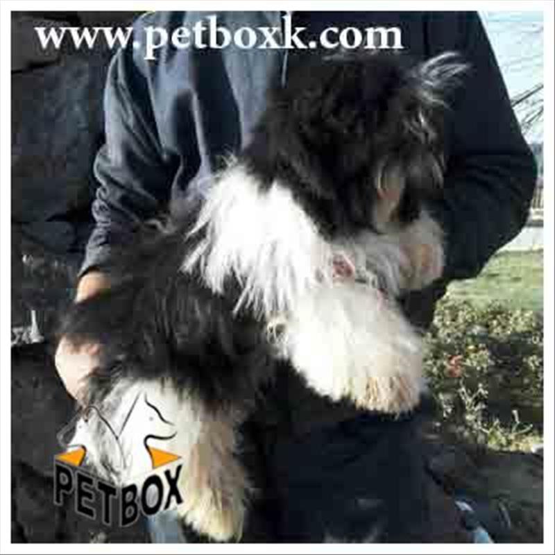  شیتزو پشمالو نر 6 ماهه