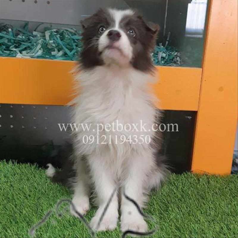 فروش نژاد خاص و بى نظير بردر كولى