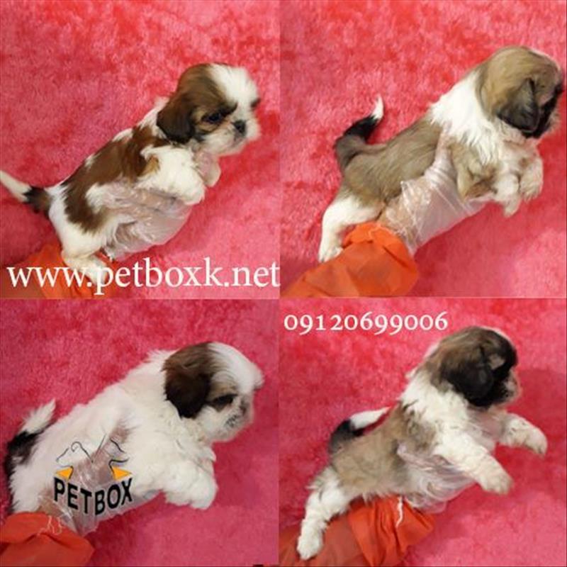 سگ‌ شیتزو‌اصیل سوپر فلت