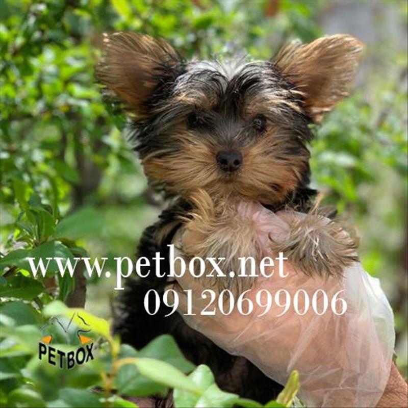 فروش توله سگ یورکشایر تیکاپ                                               