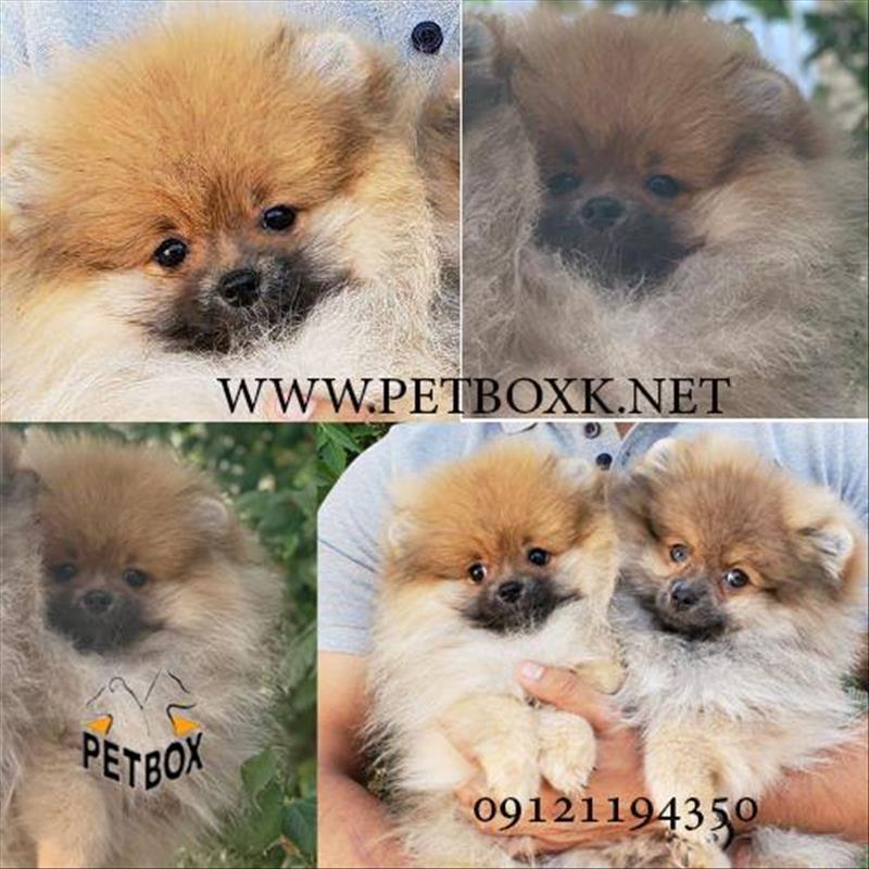 توله های پامرانین سوپر چمپیون