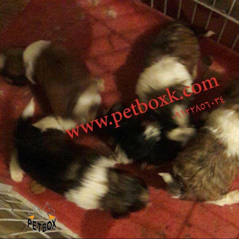 توله سگهای شیتزو بامزه 1ماهه