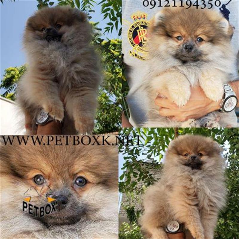 توله های پامرانین سوپر چمپیون