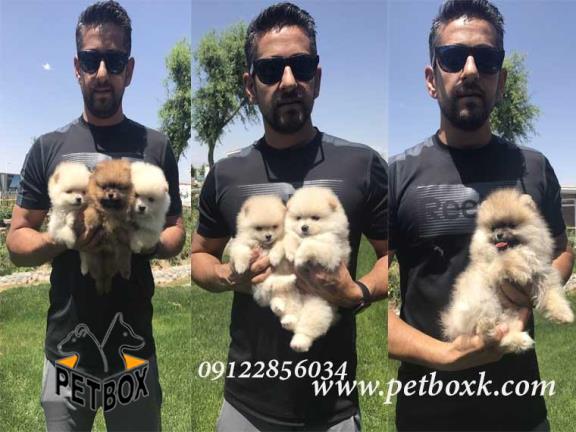  فروش انواع پامرانین وارداتی