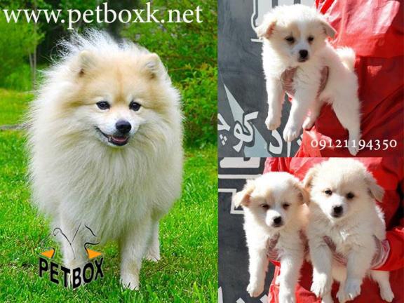 توله های اشپیتز