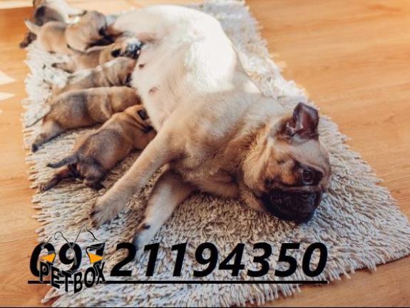 فروش توله های صورت چروک پاگ