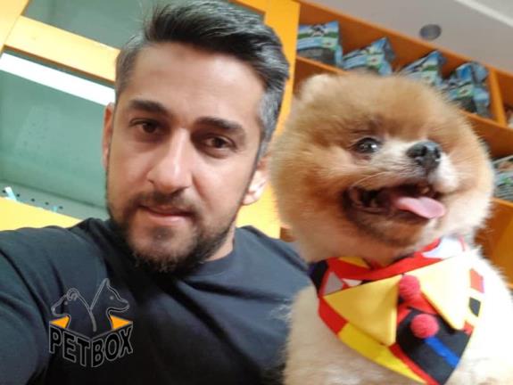فروش توله ی های صورت خرسی پامرانین  
