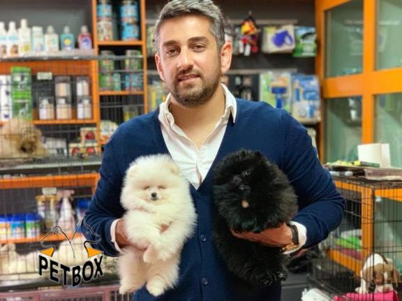 فروش توله ی پامرانین بو فیس  وارداتی  