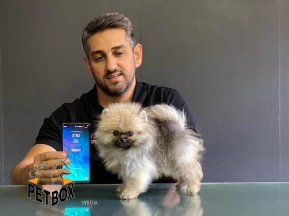 فروش توله ی پامرانین بو فیس  وارداتی  
