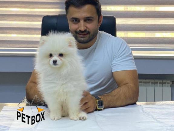 فروش توله ی پامرانین بو فیس 