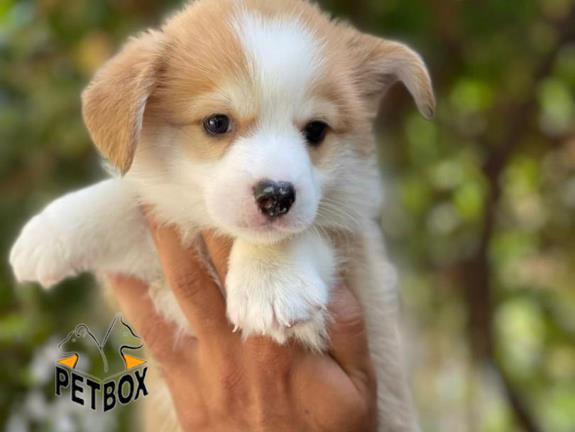 فروش توله های ولش کرگی