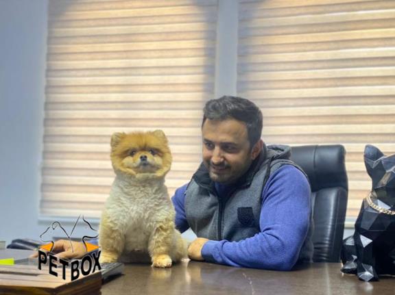 فروش پامرانین بالغ