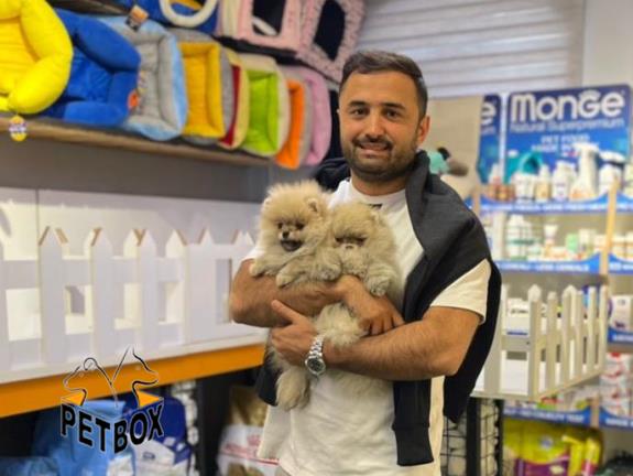 فروش توله ی پامرانین بو فیس 