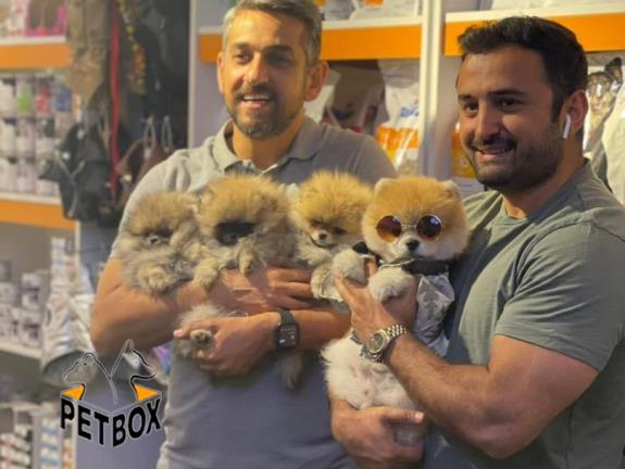 فروش توله ی پامرانین بو فیس 