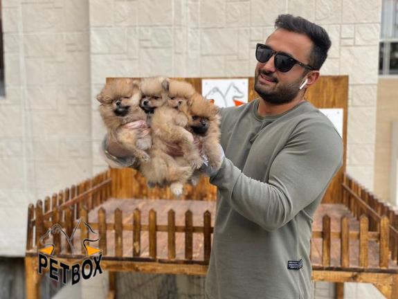 فروش توله های پامرانین سایز ریز
