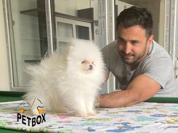 فروش توله ی پامرانین بو فیس