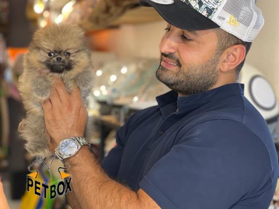 فروش توله ی پامرانین بو فیس 