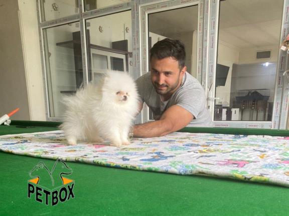 فروش توله ی پامرانین بو فیس 