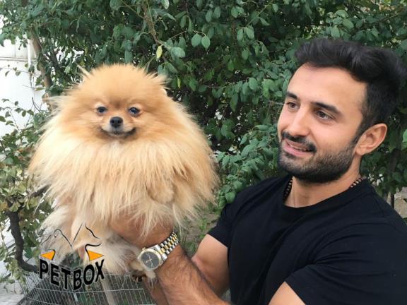 فروش  پامرانین  بالغ